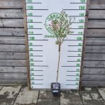 Orgován meyerov (Syringa meyeri) ´PALIBIN´ - výška 120-140 cm, kont. C5L - NA KMIENKU